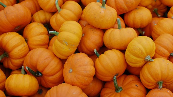 Pumpkin_Pciking.jpg