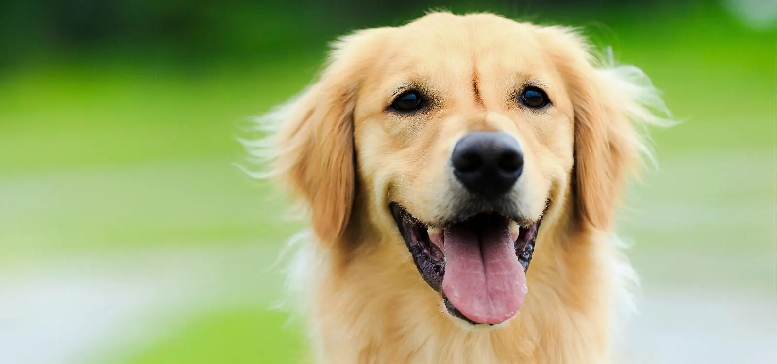 Dogs Go Free in September