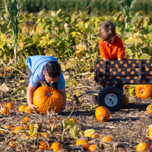 Pumpkin Picking.jpg