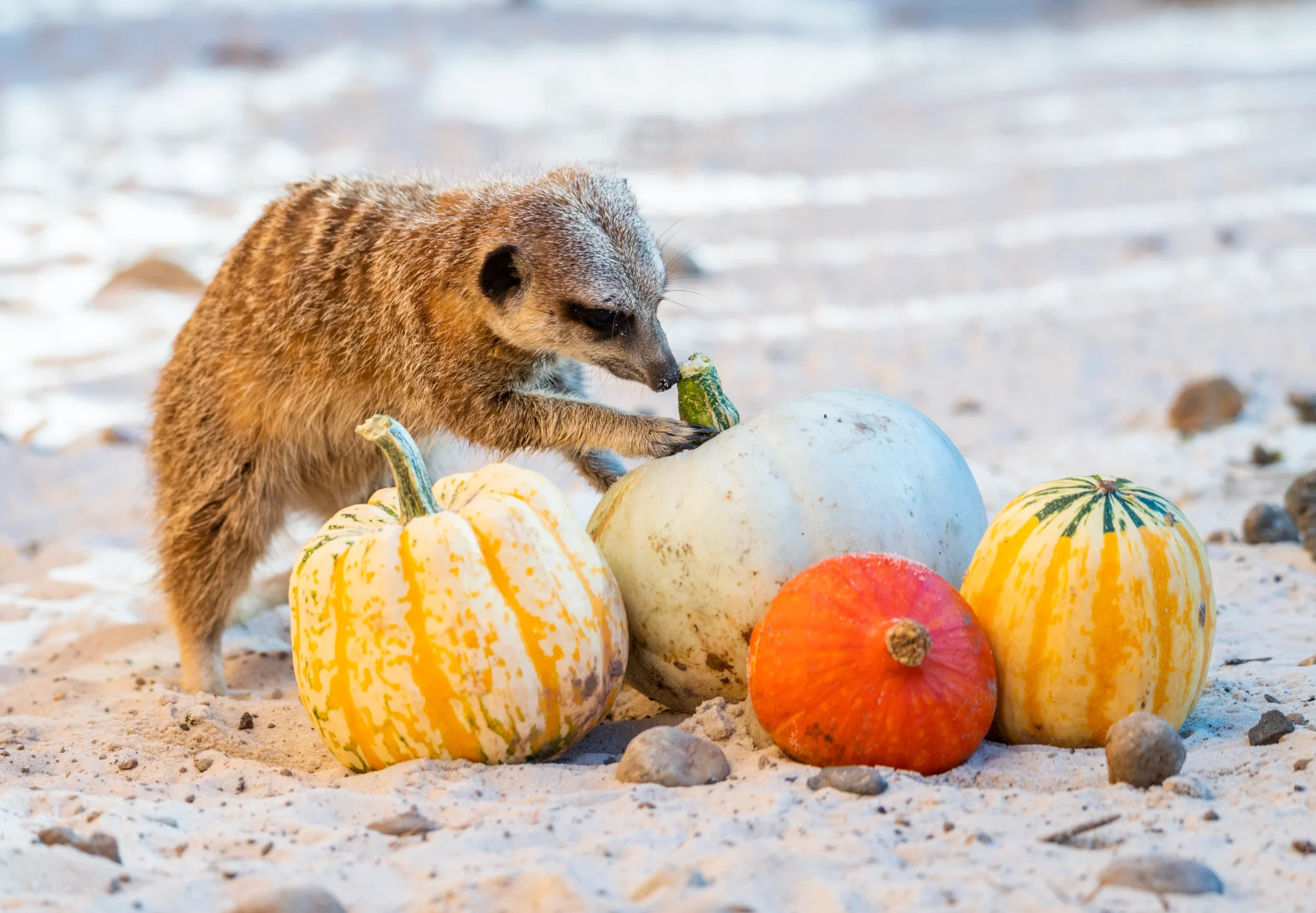 PW_Blair-Drummond-Safari-Park_Halloween_2021_056-1-2048x1421.webp