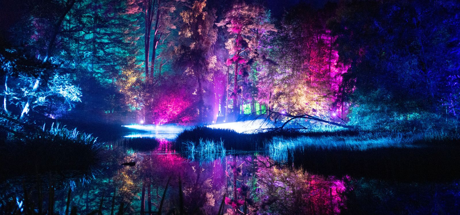 Experience the Magical Enchanted Forest