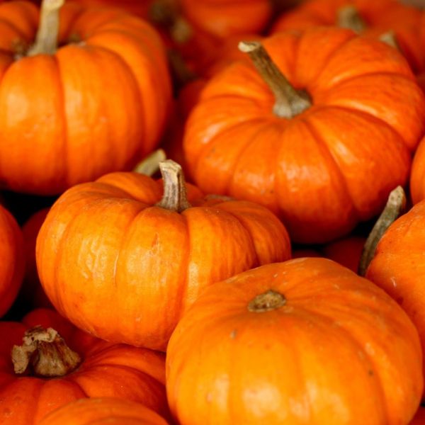 Visit_a_Pumpkin_Patch_this_Autumn_1.jpg