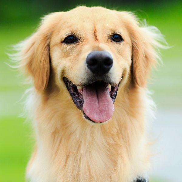 Dogs Go Free Square Slider.jpg