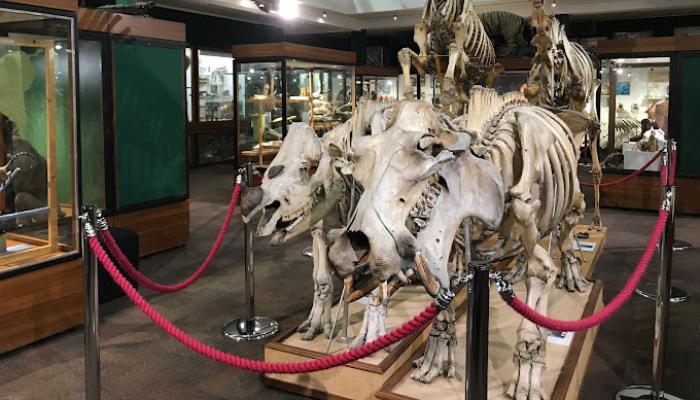 Zoology Museum.jpg