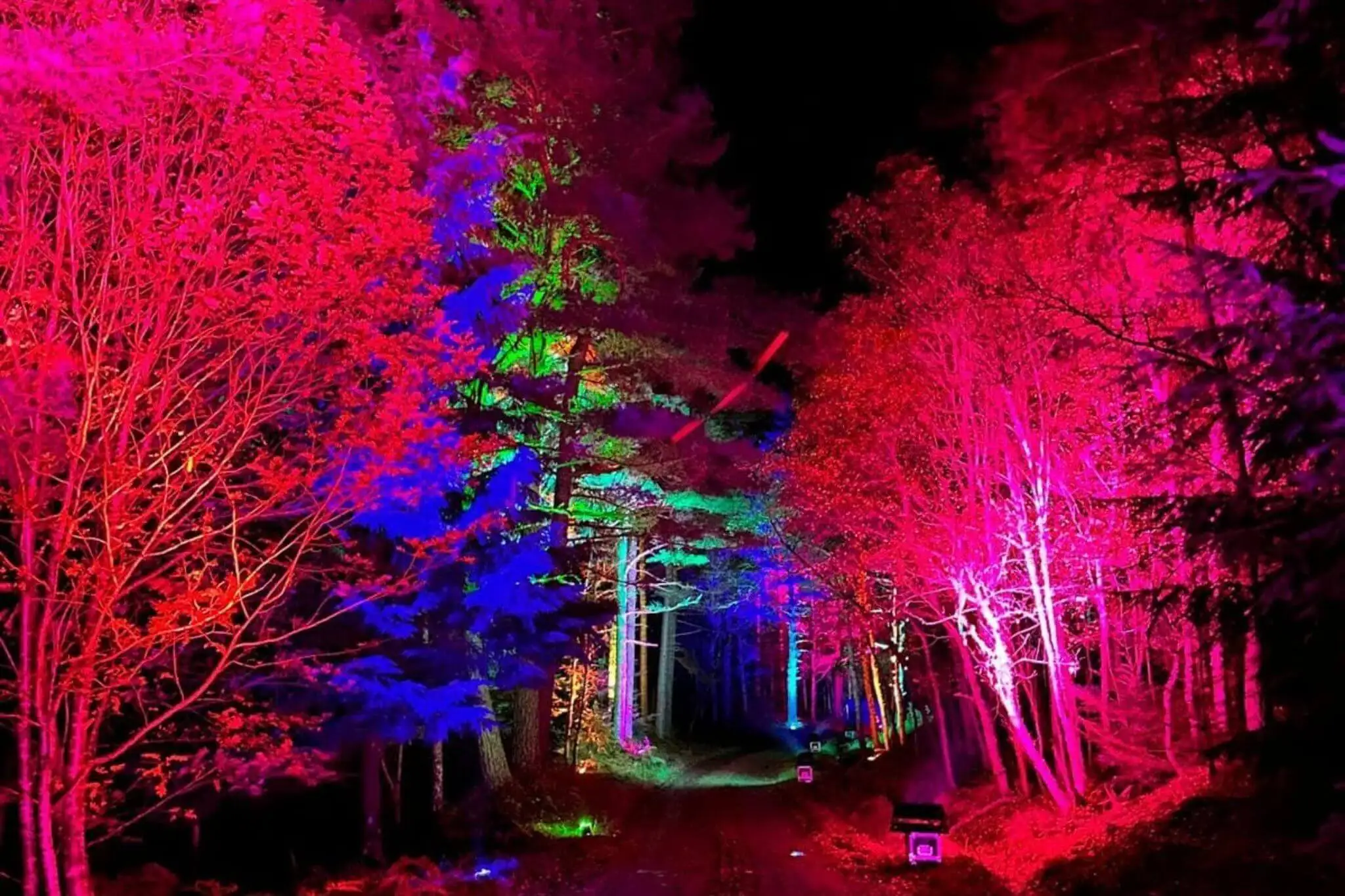 illuminator-night-trail-race-image.webp