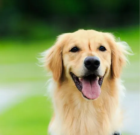 Dogs Go Free in September