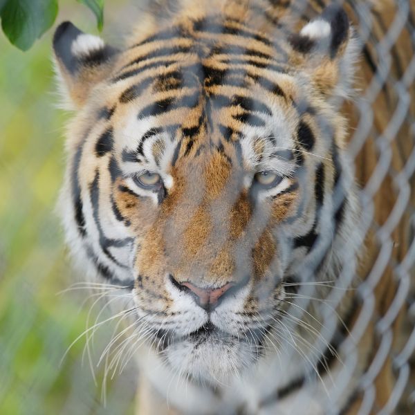 Blair Drummond Safari Park.jpg