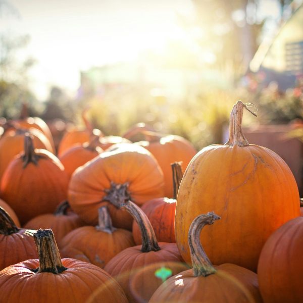 Pumpkin_Picking_1.jpg