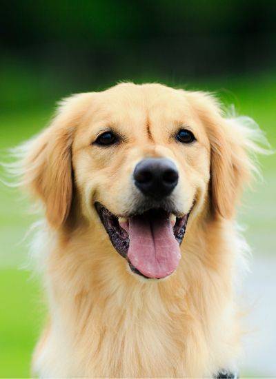 Dogs Go Free