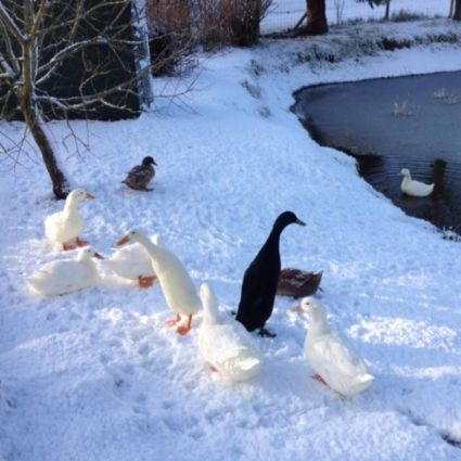 Winter Gallery - Deeside Ducks.jpg