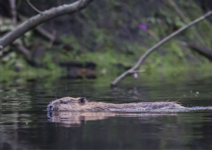 Beaver Safari with Perthshire Wildlife.jpg