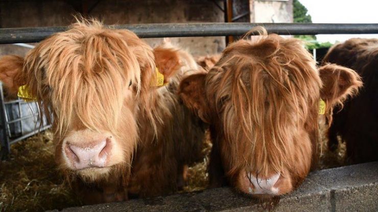 Aberdeenshire Highland Beef.jpg