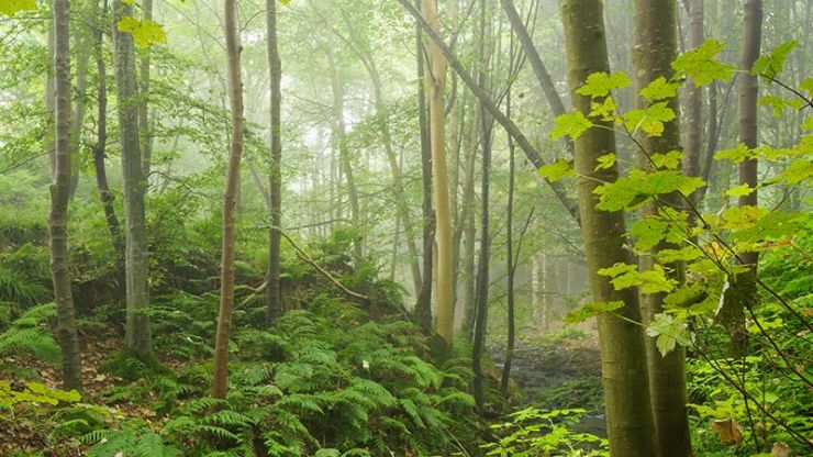 Dunnotar Woods.jpg