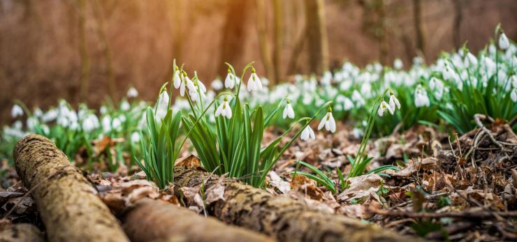 Scotland's Snowdrop Festivals | Wood Leisure
