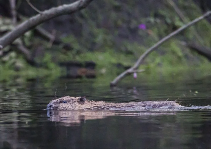 Beaver Safari With Perthshire Wildlife