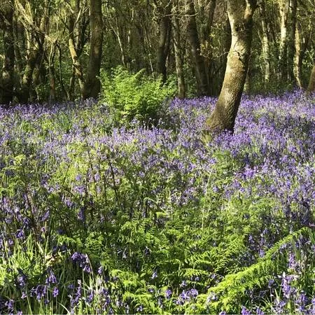 Best Bluebell Walks Darroch Bluebell Wood