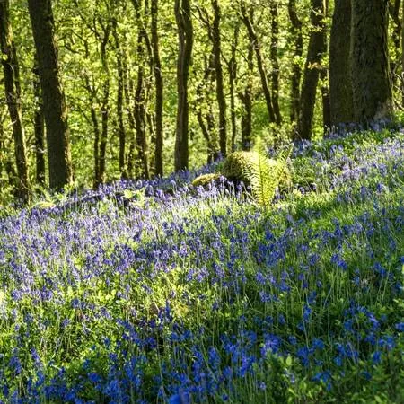 Best Bluebell Walks Dukes Pass The Trossachs