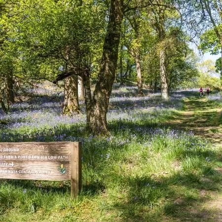 Best Bluebell Walks INCHCAILLOCH ISLAND LOCH LOMOND