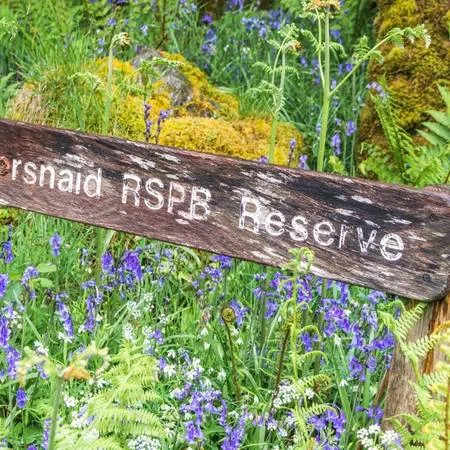 Best Bluebell Walks Inversnaid Loch Lomond