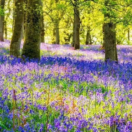 Best Bluebell Walks Kinclaven Bluebell Wood