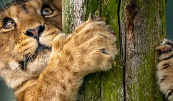 Blair Drummond Safari Park Toddler Friendly Farm Parks Attractions