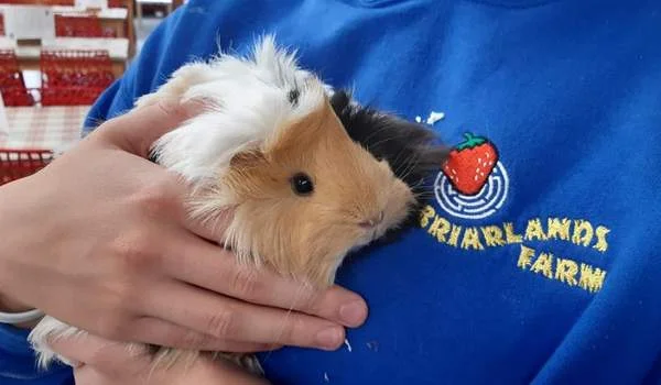 Briarsland Farm Toddler Friendly Farm Parks Attractions