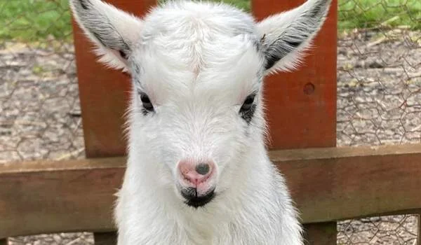 Camperdown Wildlife Centre Toddler Friendly Farm Parks Attractions