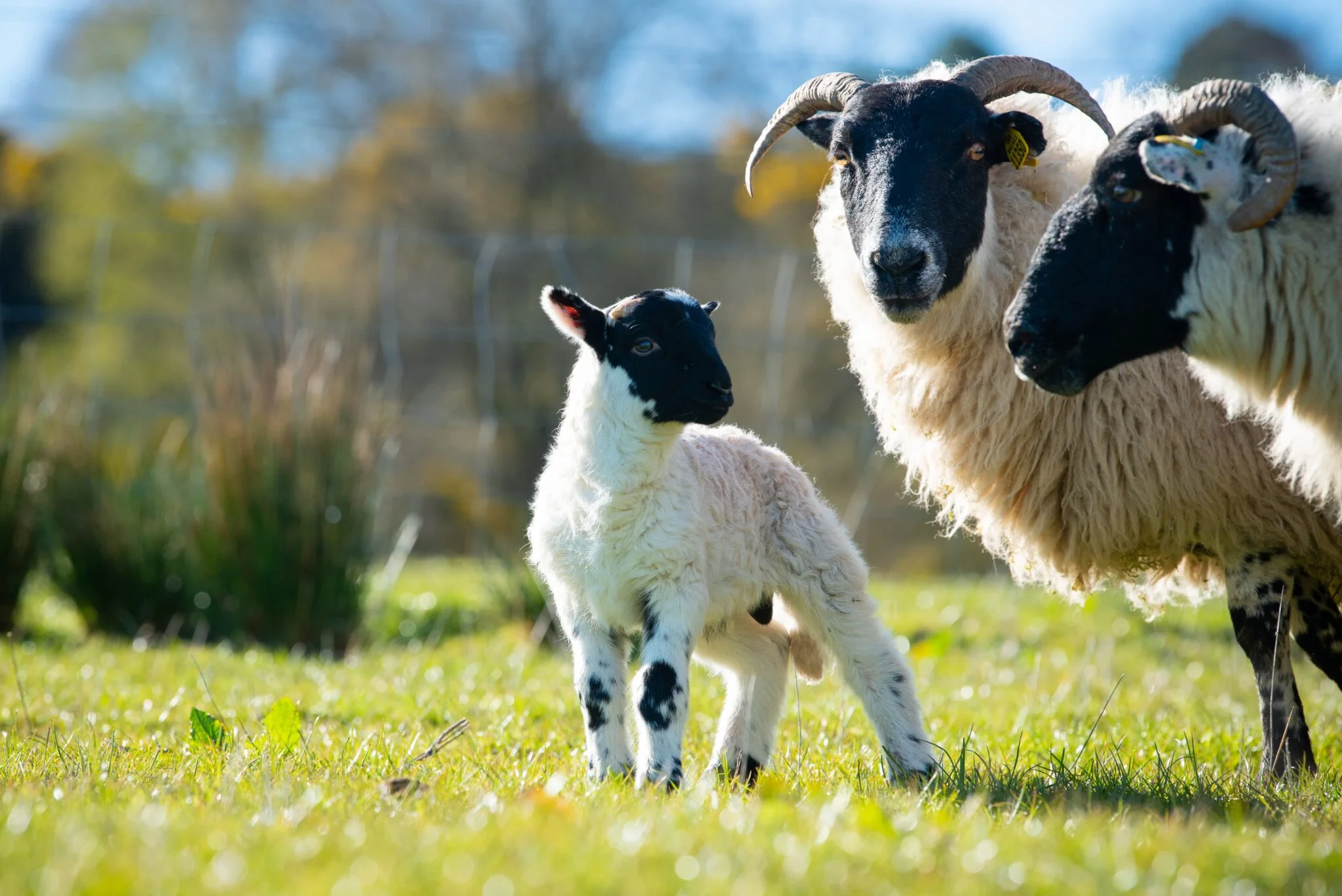 Lennox Of Lomond Lambing