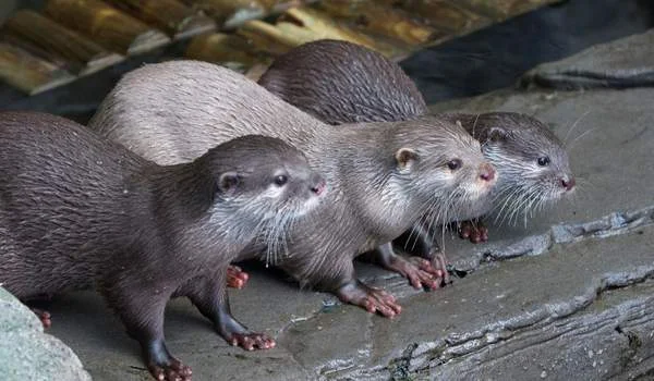 Loch Lomond Sea Life Centre Toddler Friendly Farm Parks Attractions