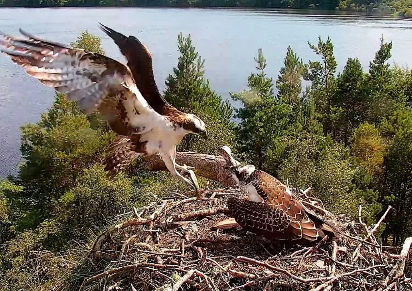 Osprey At Loch Of The Lowes