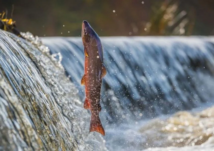 Pitlochry Salmon Ladder