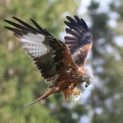 Argaty Red Kites