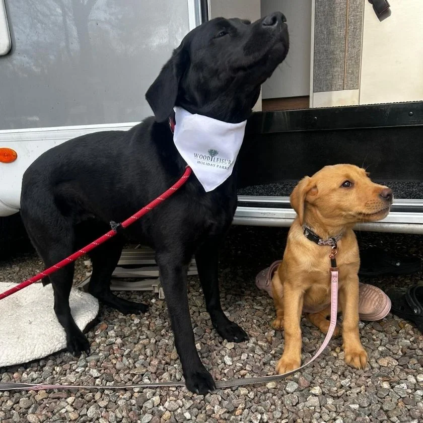 Dog Friendly Holidays Gallery Image